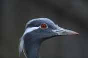 Jeřáb panenský (Anthropoides virgo) – ZOO Chleby