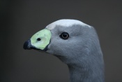 Husa kuří (Cereopsis novaehollandiae) – ZOO Chleby
