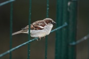 Vrabec domácí (pazder domesticus) – ZOO Chleby