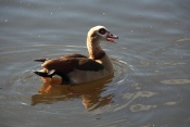 Husa egyptská (Alopochen aegyptiacus) – Haarlem (NL)