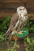 Raroh velký (Falcocherrug) - hrad Roštejn