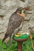 Ostříž lesní (Falcosubbuteo) - hrad Roštejn