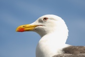 Racek mořský (Larusmarinus) - Portree, Isles de Skye, Skotsko