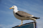 Racek mořský (Larusmarinus) - Portree, Isles de Skye, Skotsko
