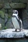 Tučňák Humboldtův (Spheniscushumboldti) - ZOO Liberec