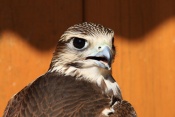 Raroh velký (Falco ferrug). ZOO Jihlava