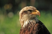 Orel bělohlavý (Haliaeetus leucocephalus). ZOO Jihlava