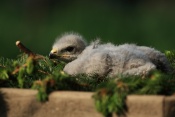 Orel bělohlavý (Haliaeetus leucocephalus). ZOO Jihlava