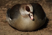 Husice egyptská (nilská) (Alopochen aegyptiacus). ZOO Jihlava