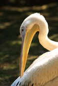 Pelikán bílý (Pelecanus onocrotalus). ZOO Jihlava