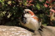 Vrabec domácí (Passer domesticus). ZOO Jihlava