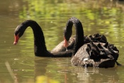 Labuť černá (Cygnus atratus). ZOO Jihlava