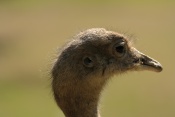 Nandu pampový (Rhea americana). ZOO Jihlava