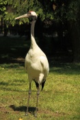 Jeřáb japonský (mandžuský)( Grus japonensis). ZOO Jihlava