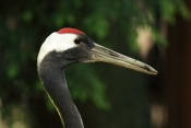 Jeřáb japonský (mandžuský)( Grus japonensis). ZOO Jihlava