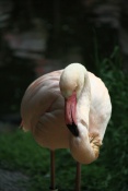 Plameňák starosvětský (Phoenicopterus ruber roseus). ZOO Jihlava