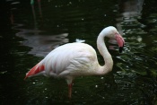 Plameňák starosvětský (Phoenicopterus ruber roseus). ZOO Jihlava