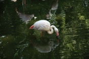 Plameňák starosvětský (Phoenicopterus ruber roseus). ZOO Jihlava