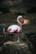 Plameňák starosvětský (Phoenicopterus ruber roseus). ZOO Jihlava