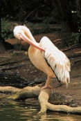 Pelikán bílý (Pelecanus onocrotalus). ZOO Jihlava