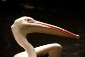 Pelikán bílý (Pelecanus onocrotalus). ZOO Jihlava