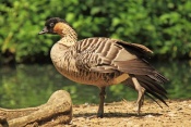 Berneška havajská (Branta sandvicensis). ZOO Jihlava