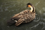 Berneška havajská (Branta sandvicensis). ZOO Jihlava