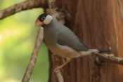 Rýžovník šedý (Padda oryzivora). ZOO Jihlava