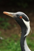 Jeřáb panenský (Anthropoides virgo). ZOO Jihlava