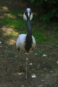 Jeřáb panenský (Anthropoides virgo). ZOO Jihlava