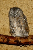 Výreček malý (Otus scops). ZOO Jihlava