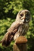 Puštík vousatý (bradatý) (Strix nebulosa). ZOO Jihlava