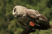 Puštík vousatý (bradatý) (Strix nebulosa). ZOO Jihlava