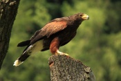 Káně Harrisovo (Parabuteo unicinctus). ZOO Jihlava