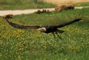 Orel bělohlavý (Haliaeetus leucocephalus). ZOO Jihlava