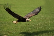 Orel bělohlavý (Haliaeetus leucocephalus). ZOO Jihlava