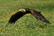 Orel bělohlavý (Haliaeetus leucocephalus). ZOO Jihlava