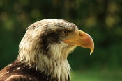 Orel bělohlavý (Haliaeetus leucocephalus). ZOO Jihlava