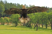 Orel bělohlavý (Haliaeetus leucocephalus). ZOO Jihlava