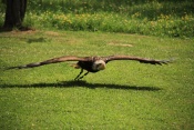 Orel bělohlavý (Haliaeetus leucocephalus). ZOO Jihlava