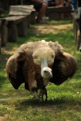 Sup bělohlavý (Gyps fulvus). ZOO Jihlava