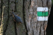 Brhlík lesní (Sitta europaea). Těšenov