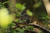 Drozd zpěvný (Turdus philomelos). Těšenov