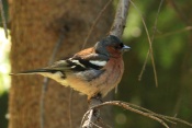Pěnkava obecná (Fringilla coelebs). Těšenov