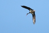 Čáp černý (Ciconia nigra). Těšenov