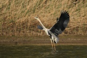 Volavka popelavá (Ardea cinerea). Těšenov