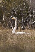 Labuť zpěvná (Cygnus cygnus)