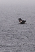Orel mořský (Haliaeetus albicilla)