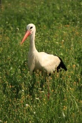 Čáp bílý (Ciconia ciconia). ZOO Vyškov