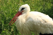 Čáp bílý (Ciconia ciconia). ZOO Vyškov